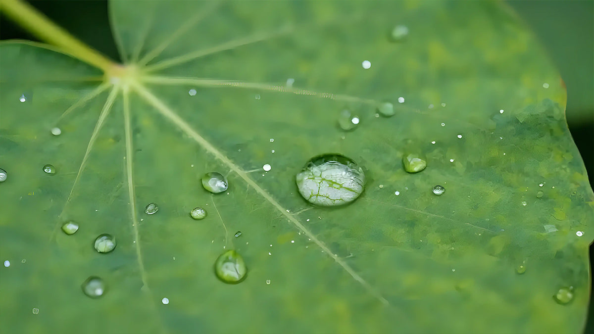 Macro close-up of water droplets on green lotus leaf showing veins and reflections in crystal clear drops